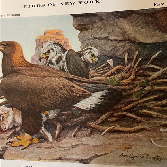 🖤5/$25 Antique Ornithological Bird Print Original Eagle - Picture 7 of 15